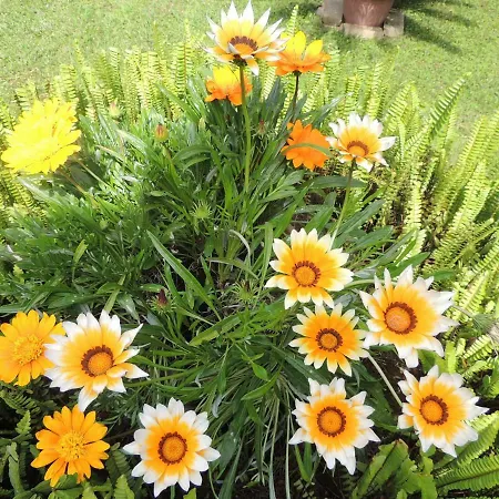 Carmen Santa Margherita di Pula